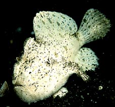 little white Frog Fish - found at Hairball KBR