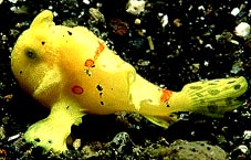 ltttle yellow Frog Fish - shot at Hairball - KBR