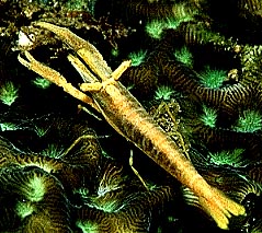 Yellow Crinoid Shrimp