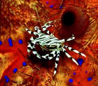 Zebra Crab on Seaurchin