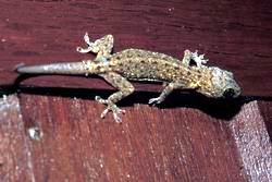 einer unserer Hausgeckos